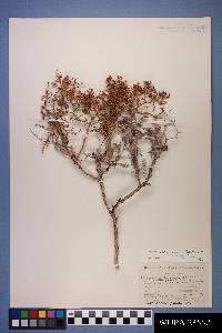 Eriogonum corymbosum var. corymbosum image